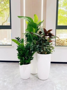 鄞州花木租赁哪家好