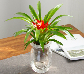 前湾盆景租赁价格 前湾盆景租赁价格