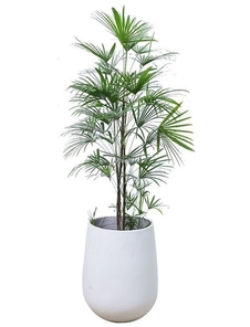 深挖宁波镇海植物租摆价格,快来一探究竟!